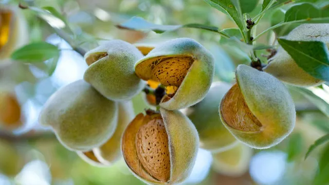 5-benefits-of-eating-raw-green-almonds-over-regular-almonds-for-your-good-health