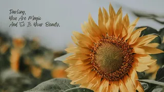 Top 20 Quotes To Show Your Gratitude, Positivity, And Humbleness Towards Others