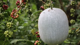 5 Incredible Health Benefits Of Drinking One Glass Of Ash Gourd Juice Daily For Good Health