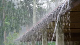 Himachal Pradesh: Trees Uprooted Amid Heavy Rains In Shimla; IMD Issues Yellow Alert For Various Districts