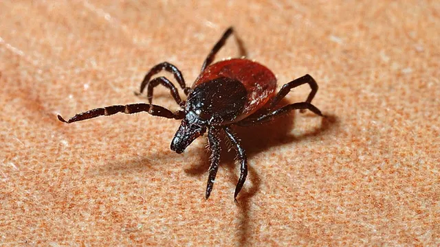 wetland-virus-china-discovers-new-virus-which-can-affect-brain-symptoms-scientific-research-other-details