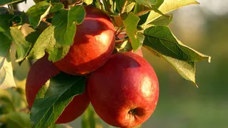 Can Eating An Apple A Day Help You Lose Weight? 5 Benefits Of Eating This Fruit Daily