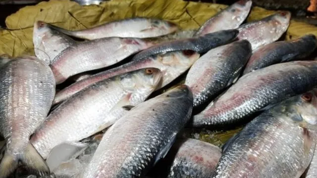 hilsa-fish-price-india-bangladesh-imposes-ban-on-bangladeshi-ilish-durga-puja-fish-cost-updates