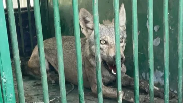 wolf-attack-in-baraich-another-man-eater-bhediya-caught-in-uttar-pradesh-toll-reaches-5