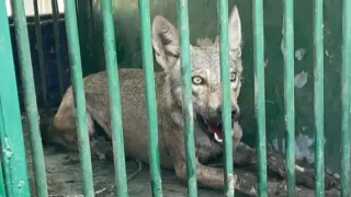 up-bhedia-attack-operation-bhediya-up-forest-department-bahraich-wolf-attack-mahasi-incident