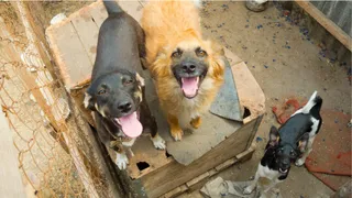 Pune Dog Attack: Child Injured After Stray Dogs Attack Him In Chakan Area; CCTV Captures Shocking Video