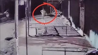 Viral Video Captures Leopard Killing Pet Dog In Pune, Sparks Fear Among Villagers | WATCH