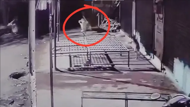 viral-video-captures-leopard-killing-pet-dog-in-pune-sparks-fear-among-villagers-watch