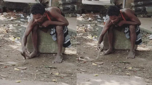 viral-video-drunk-man-casually-pets-cobra-netizens-cannot-believe-their-eyes