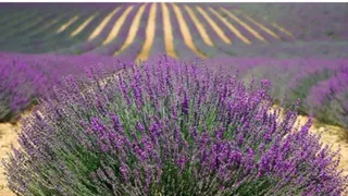 Why Lavender And Almond Oil Body Wash Is Your Go-To For Relaxation