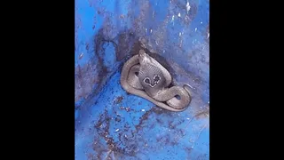 Cobra Caught In Greater Noida’s Gaur City Ensues Panic; Gets Handed Over To Forest Department
