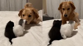Viral Video Of Golden Retriever Getting ‘Cute Aggression’ Over Adorable Kittens Amuses Internet | WATCH