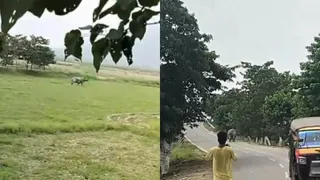 Assam Biker Chased And Killed By Rhinoceros Near Pobitora Wildlife Sanctuary; Video Goes Viral