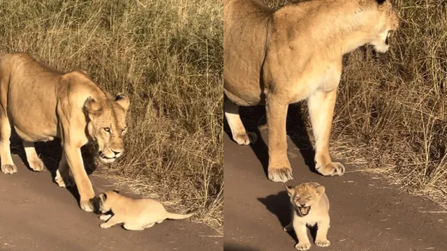 lion-cub-adorably-failed-roars-leave-internet-amused-video-goes-viral