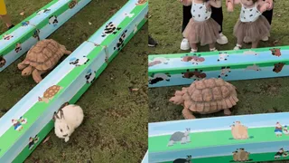 Viral Video Of Tortoise Beating Rabbit In Race Reminds Internet Of Popular Bedtime Story | WATCH