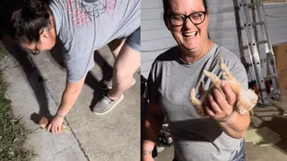 ‘Peak Cat Behaviour’: Viral Video Of Kitten Playing Dead On Being Held Leaves Internet ROFLing