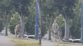 Viral Video Shows 9-Foot-Tall Kangaroo Chilling At Roadside In Australia | Internet Is Stunned