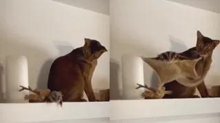 Viral Video Of Cat’s Hilarious Reaction To Flying Squirrel Leaves Internet Amused | WATCH
