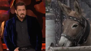 Bigg Boss 18: PETA India Urges Salman Khan And Makers To Remove Donkey From The Show