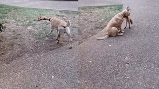 This Viral Video Of Baby Fox Playing With Pet Dog Is Your Today’s Dose Of Cuteness | WATCH