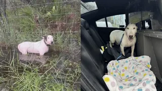 Viral Video Of Dog Tied To Pole Ahead Of Hurricane Milton In Florida Infuriates Internet; Canine Rescued