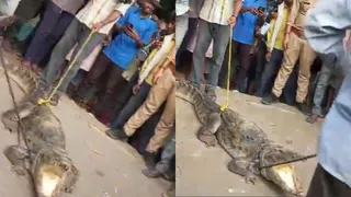 Kanpur: Crocodile Emerges From Drain, Video Goes Viral As Residents Capture Rescue Efforts | Watch