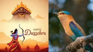 Dussehra 2024: Why Seeing A Neelkanth Bird On Dussehra Is Considered Highly Auspicious? Hinduism Has THIS Answer