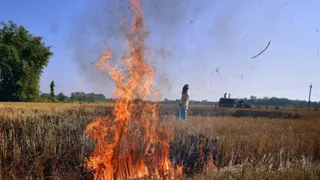 Stubble Burning: Govt Officials To Face Legal Action Over Farm Fires; 26 Central Teams Deployed In Four States