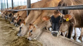 Noida To Get New Gaushala For Cows In Sector 162, Aims To Ease Traffic Congestion And More | Details
