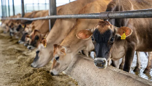 noida-to-get-new-gaushala-for-cows-in-sector-162-aims-to-ease-traffic-congestion-and-more-details