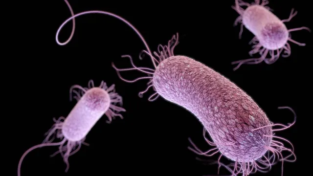 murine-typhus-in-kerala-man-infected-with-rare-bacterial-disease-had-travelled-to-vietnam-and-cambodia
