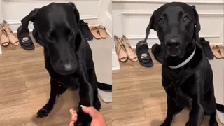 Viral Video Of Adorable Pet Dog Refusing To Eat Before ‘Praying’ With Owner Breaks Internet | WATCH