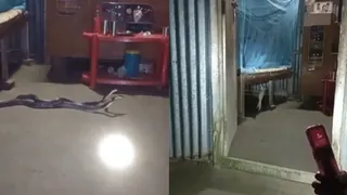 Venomous Snake Duo Triggers Panic After Being Found In Bedroom; ‘Mating Or Clashing’ Asks Internet | Viral Video