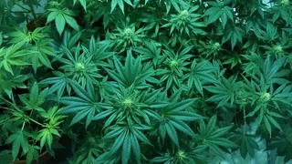 Kerala School Kids Ask Uncles For Matchbox To Smoke Ganja, Arrested As Men Turn Out To Be Narcotics Officers