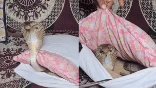 Man Finds Deadly Cobra Inside Sofa Pillow Cover; Viral Video Leaves Internet Trembling