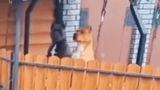 Viral Video Of Two Guard Dogs Casually Chilling On Swing Leaves Internet Cracking | WATCH