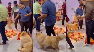 Viral Video Of Pet Dog Worshiping With Family Is The Cutest Thing You’ll Watch On Internet Today