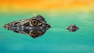 ‘Just Australian Things’: Internet Reacts To Video Of Massive Crocodile Emerging Out Of THIS Tiny Place | WATCH