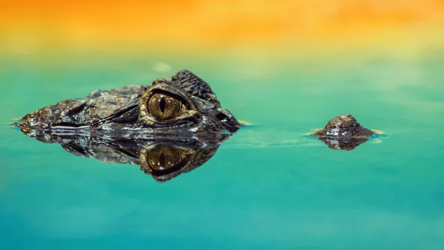 australia-internet-reacts-to-video-of-massive-crocodile-emerging-out-of-this-tiny-place-watch