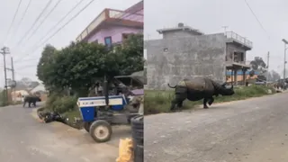Bihar: Bone-Chilling Video Of Aggressive Rhino Charging At People Goes Viral | WATCH