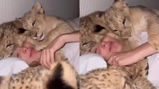 Viral Video Of Woman’s Cozy Cuddles With Rescued Lion Cubs Is Too Cute To Miss! WATCH