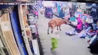 Viral Video: Elderly Man Falls Victim To Aggressive Bull’s Unprovoked Attack; Internet Reacts