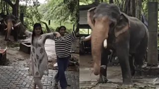 Viral Video Showing Baby Elephant ‘Dancing’ Along Two Girls Is The Cutest Thing On Internet Today! WATCH