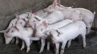 Odisha News: Actor Playing Demon In Ramayana Rips Stomach Of Pig On Stage, Eats Raw Meat; Arrested