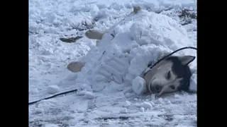 ‘Typical Husky Behaviour’: Internet Reacts To Pet Dog’s Unique Way Of Showing Love For Snow | Viral Video