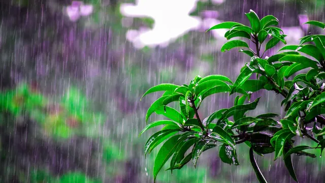 bengaluru-weather-minimum-temperature-set-to-reach-19-degrees-celsius-rain-expected-tomorrow-check-weekly-forecast
