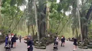 Tourists Caught In Chaos: Huge Tree Falls In Bali’s Monkey Forest Killing Two Tourists | Viral Video Shocks Netizens