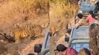 Tourists In Ranthambore Capture Shocking Video Of Tiger Hunting Deer; Face Heavy Criticism