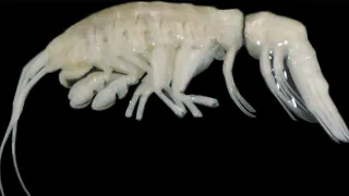 Mysterious 'Alien-Like' Creature Discovered By Scientists In Deep Ocean, Revealing Unexplored Marine World