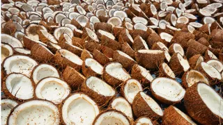 Copra MSP Hike: Centre Raises Minimum Support Price For Copra By Upto Rs 12,100 Per Quintal For 2025 Season